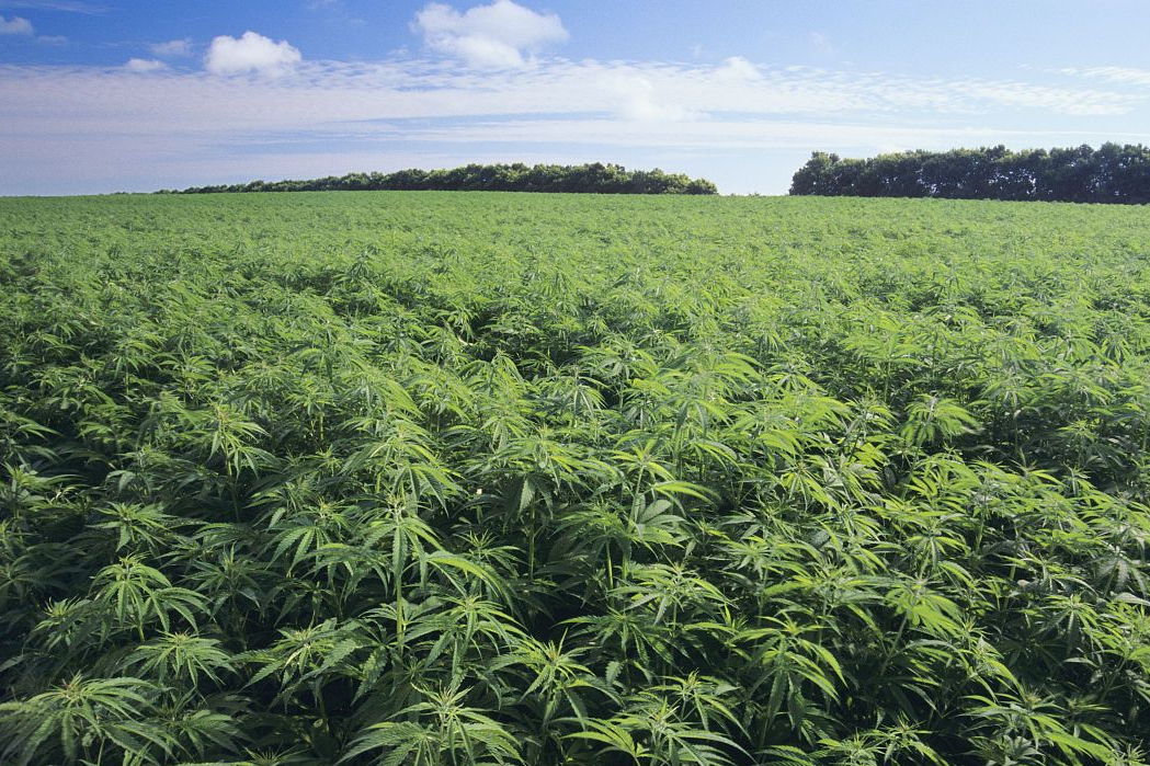 cb8065380cd791236c72c4faa7345982b3b780aa